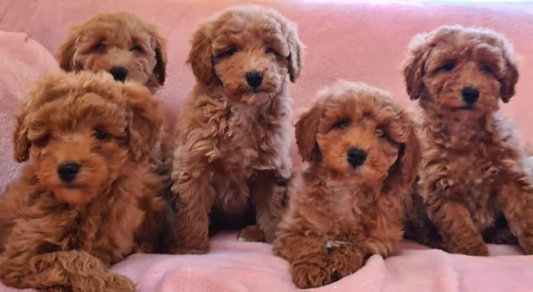 Beautiful Cockapoo Puppies for sale in Gilford, County Down
