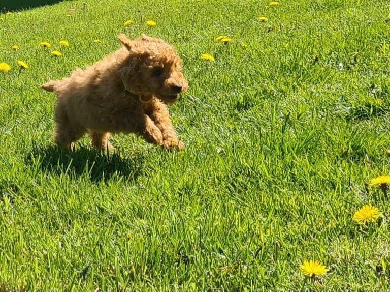 Cockapoo puppies for sale in Gilford, County Down – 9 months old - Image 2 of 3
