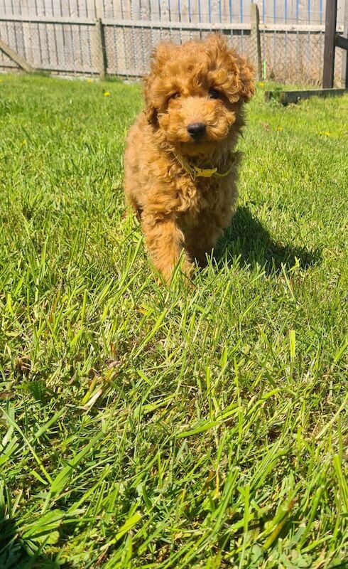 Cockapoo puppies for sale in Gilford, County Down – 9 months old - Image 3 of 3