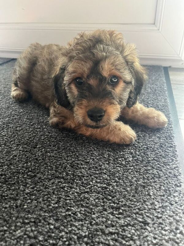 Cockapoo puppies for sale in Rosslea, County Fermanagh – 9 weeks old
