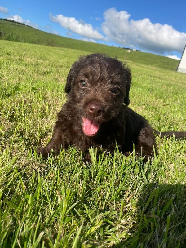 Cockapoo puppies for sale in Rosslea, County Fermanagh – 9 weeks old - Image 2 of 3