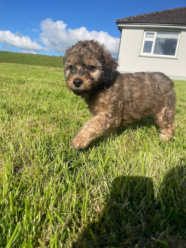 Cockapoo puppies for sale in Rosslea, County Fermanagh – 9 weeks old - Image 3 of 3