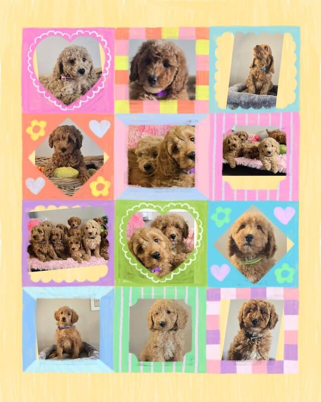 Cockapoo puppies for sale in Tandragee, County Armagh – 8 weeks old