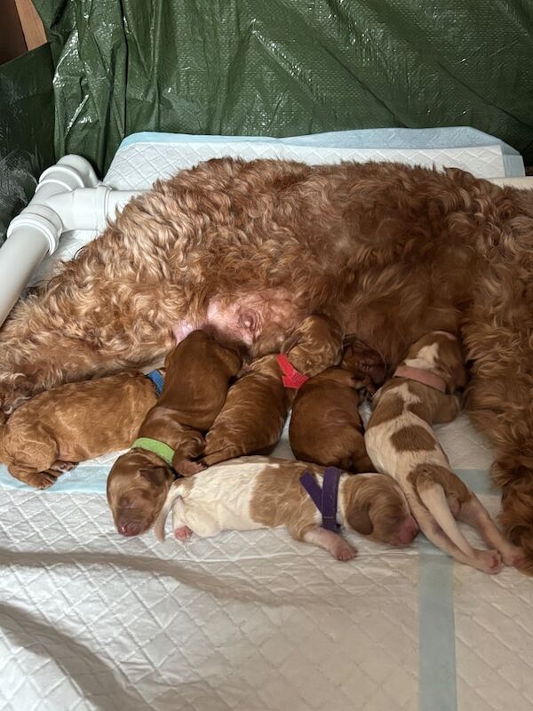 Cockapoo puppies for sale in Halifax, West Yorkshire – 5 days old
