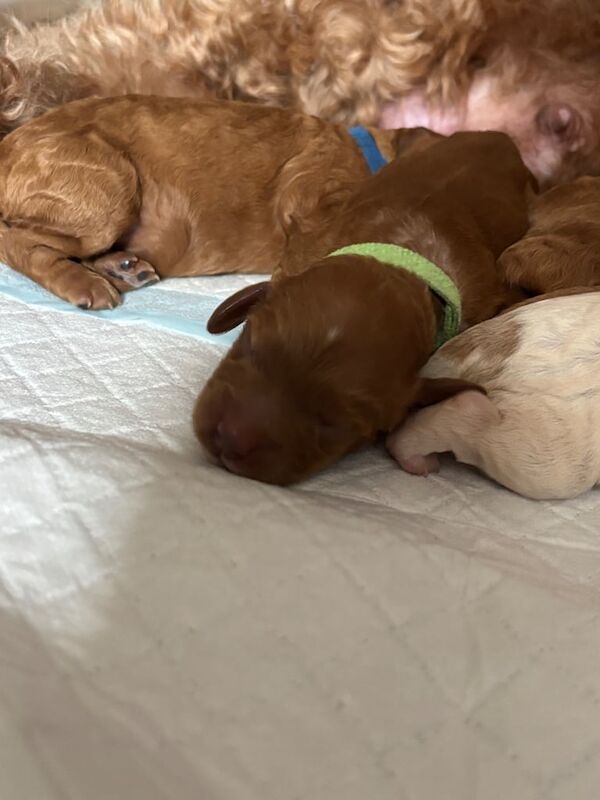 Cockapoo puppies for sale in Halifax, West Yorkshire – 5 days old - Image 2 of 3