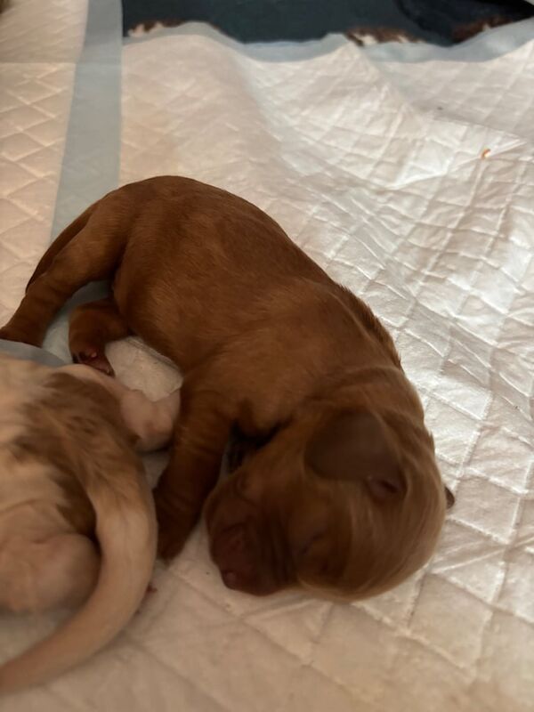 Cockapoo puppies for sale in Halifax, West Yorkshire – 5 days old - Image 3 of 3