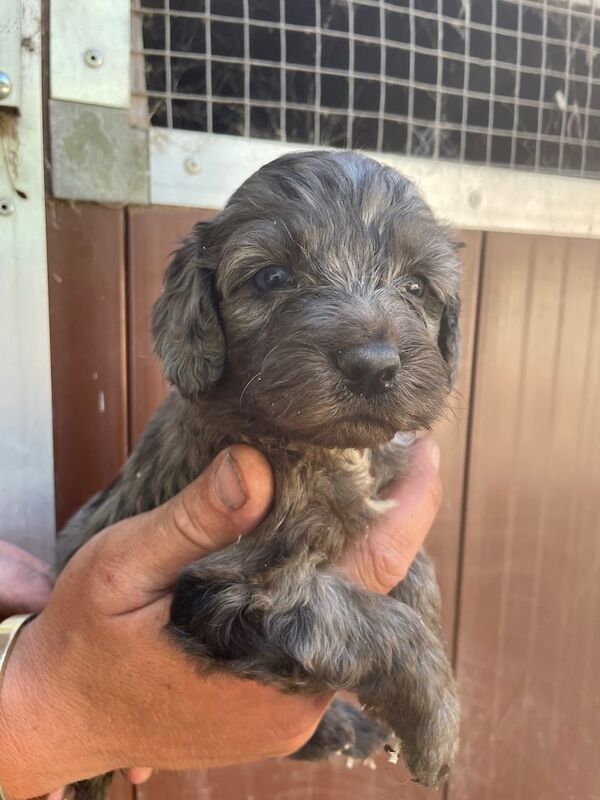 Cockapoo puppies for sale in Doncaster, South Yorkshire – 5 weeks old