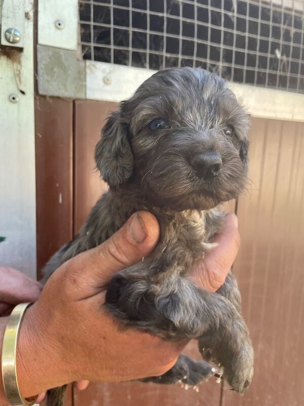 Cockapoo puppies for sale in Doncaster, South Yorkshire – 5 weeks old - Image 2 of 3
