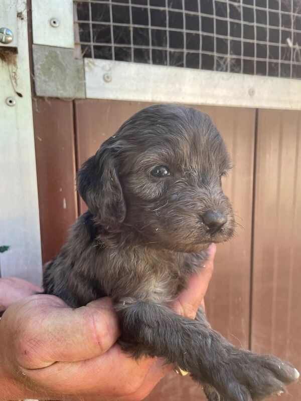 Cockapoo puppies for sale in Doncaster, South Yorkshire – 5 weeks old - Image 3 of 3