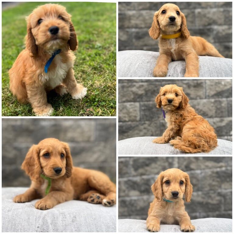 Cockapoo puppies for sale in Armagh, County Armagh – KC registered, 8 weeks old