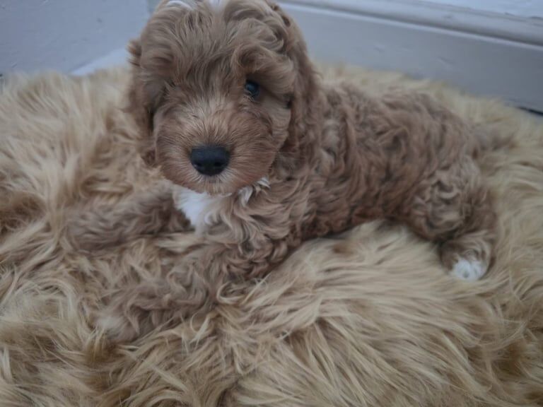 Cockapoo puppies for sale in Knowle, Bristol – 7 weeks old