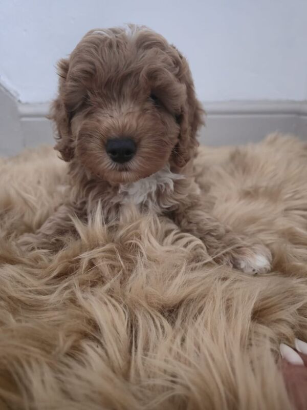 Cockapoo puppies for sale in Knowle, Bristol – 10 weeks old - Image 2 of 3