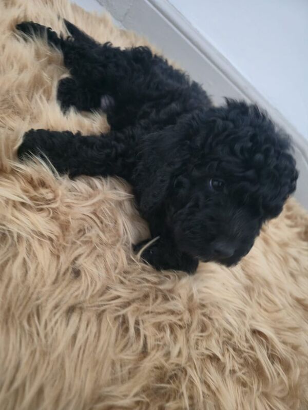 Cockapoo puppies for sale in Knowle, Bristol – 10 weeks old - Image 3 of 3