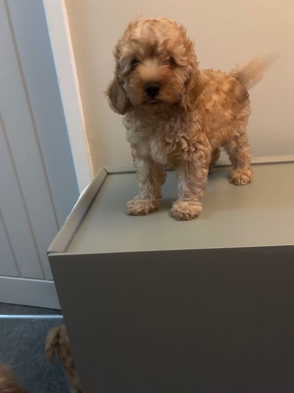 Cockapoo puppies for sale in Old Leake, Lincolnshire – 11 weeks old