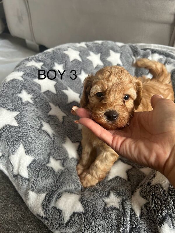 Cockapoo puppies for sale in Old Leake, Lincolnshire – 3 months old - Image 2 of 3