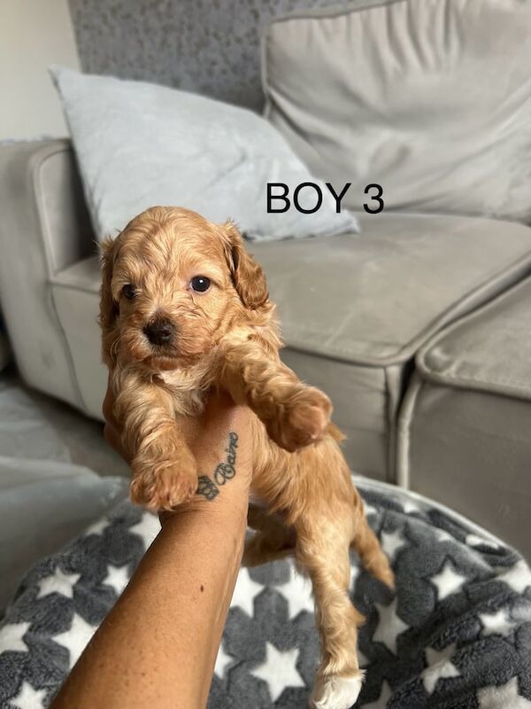 Cockapoo puppies for sale in Old Leake, Lincolnshire – 3 months old - Image 3 of 3