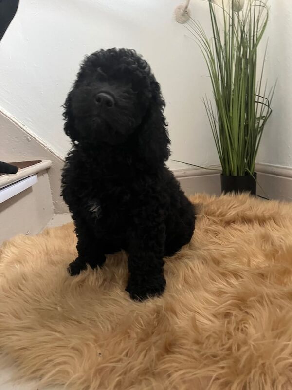 Cockapoo puppies for sale in Knowle, Bristol – 10 weeks old