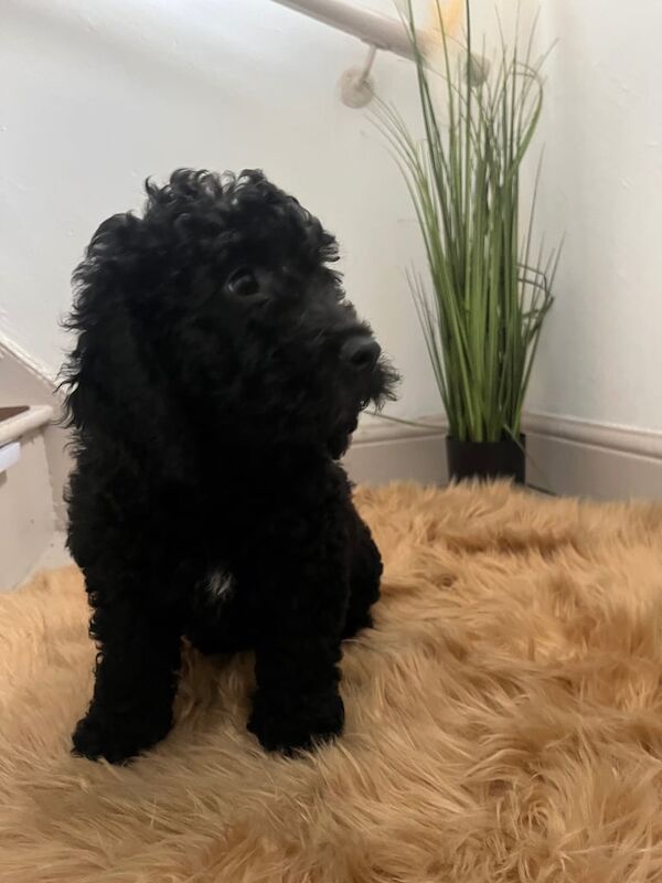 Cockapoo puppies for sale in Knowle, Bristol – 11 weeks old - Image 2 of 3