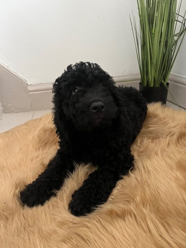Cockapoo puppies for sale in Knowle, Bristol – 11 weeks old - Image 3 of 3