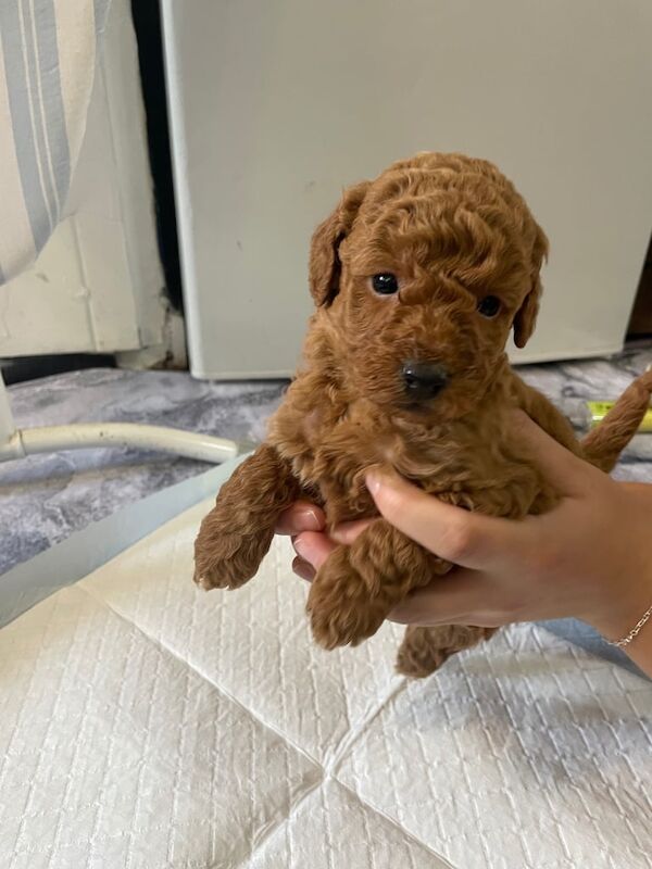 Cockapoo puppies for sale in Sheffield, South Yorkshire – 5 weeks old
