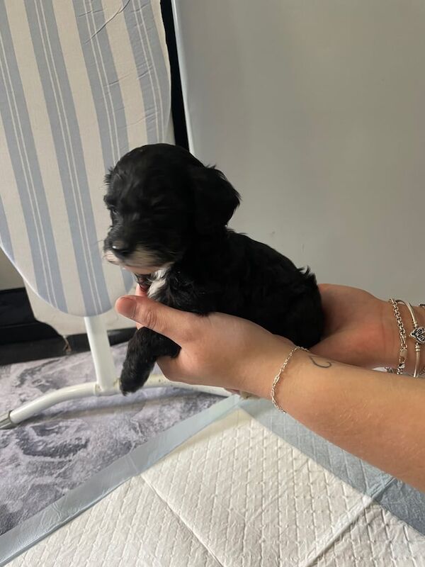 Cockapoo puppies for sale in Sheffield, South Yorkshire – 5 weeks old - Image 3 of 3