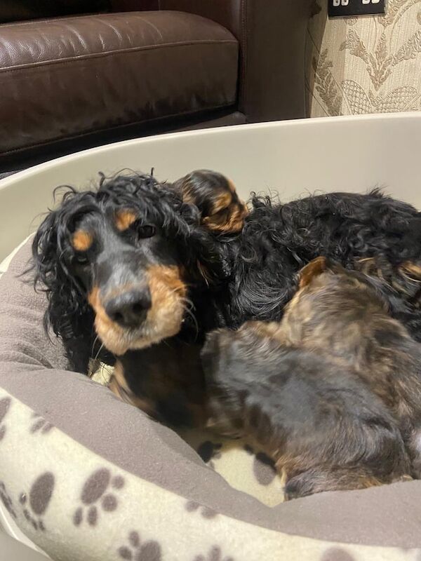 Cockapoo puppies for sale in York, North Yorkshire – 7 weeks old