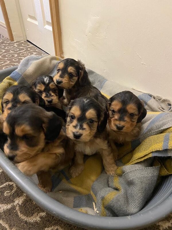 Cockapoo puppies for sale in York, North Yorkshire – 7 weeks old - Image 2 of 3