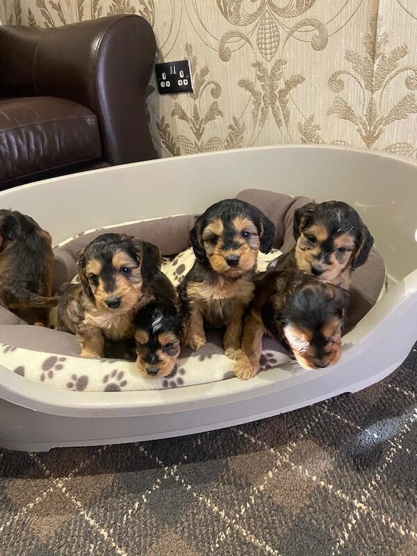 Cockapoo puppies for sale in York, North Yorkshire – 7 weeks old - Image 3 of 3