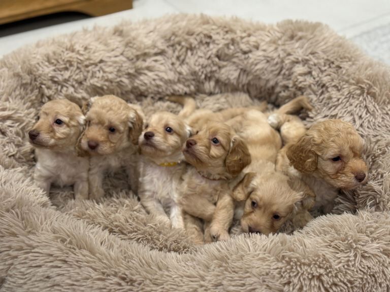 Cockapoo puppies for sale in York, North Yorkshire – 6 weeks old