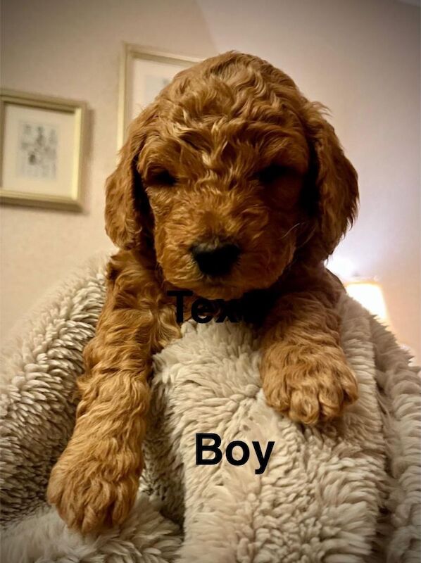 Cockapoo puppies for sale in Omagh, County Tyrone – 4 weeks old - Image 6 of 6