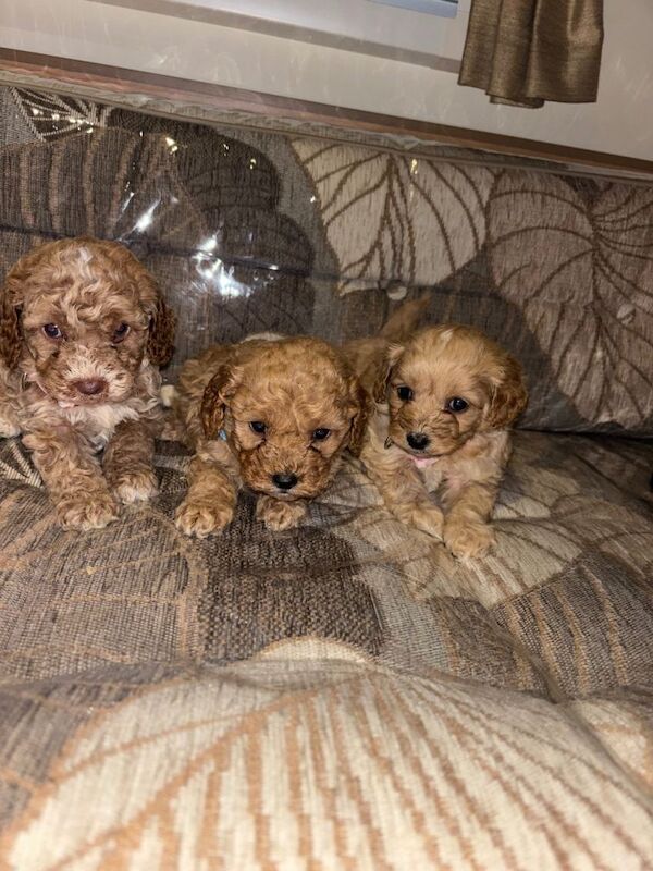 Cockapoo puppies for sale in Writtle, Essex – KC registered, 8 weeks old