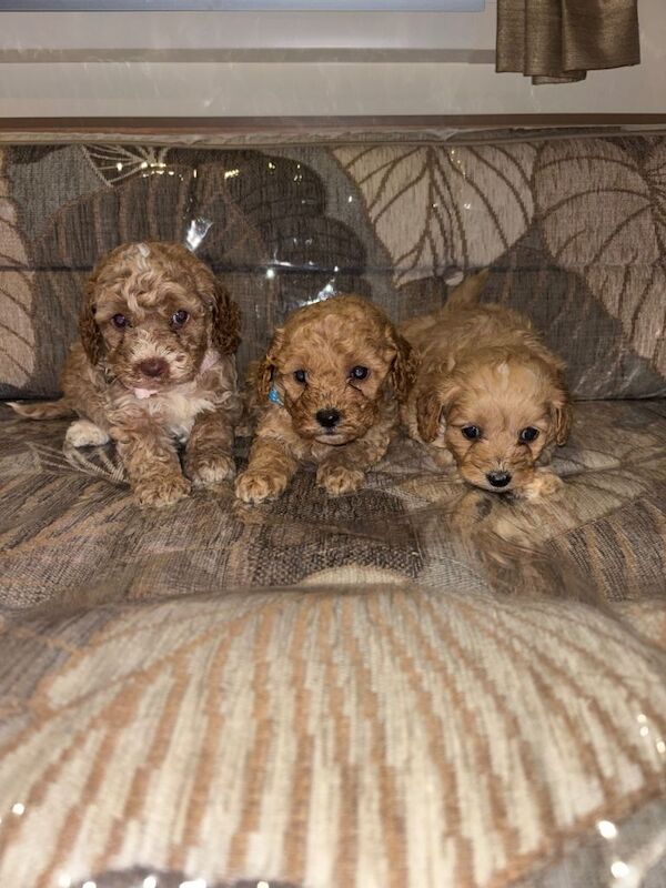 Cockapoo puppies for sale in Writtle, Essex – KC registered, 8 weeks old - Image 2 of 3