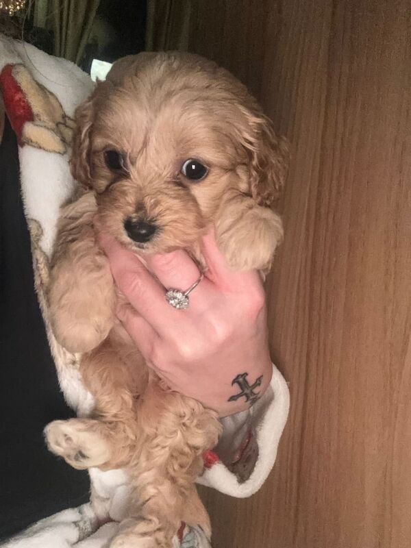 Cockapoo puppies for sale in Writtle, Essex – KC registered, 8 weeks old - Image 3 of 3