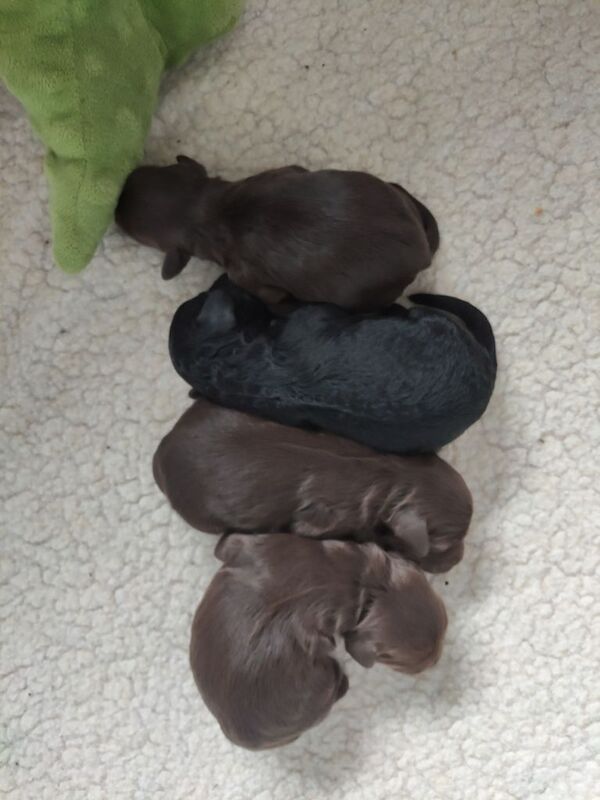 Beautiful cockapoo puppies