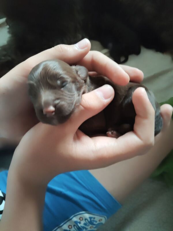 Beautiful cockapoo puppies - Image 2 of 5