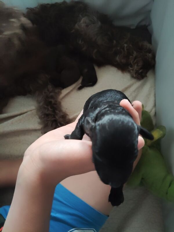 Beautiful cockapoo puppies - Image 3 of 5