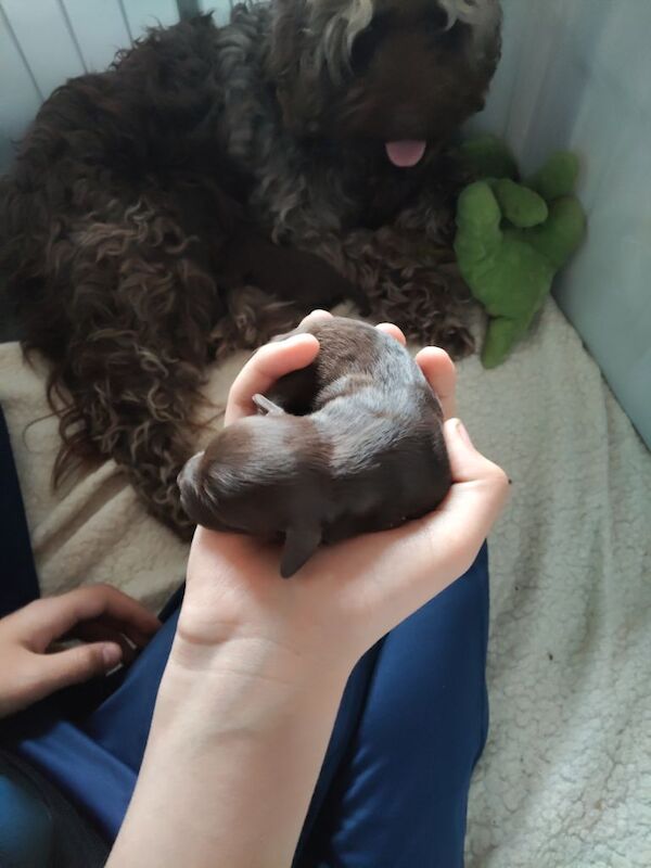 Beautiful cockapoo puppies - Image 4 of 5
