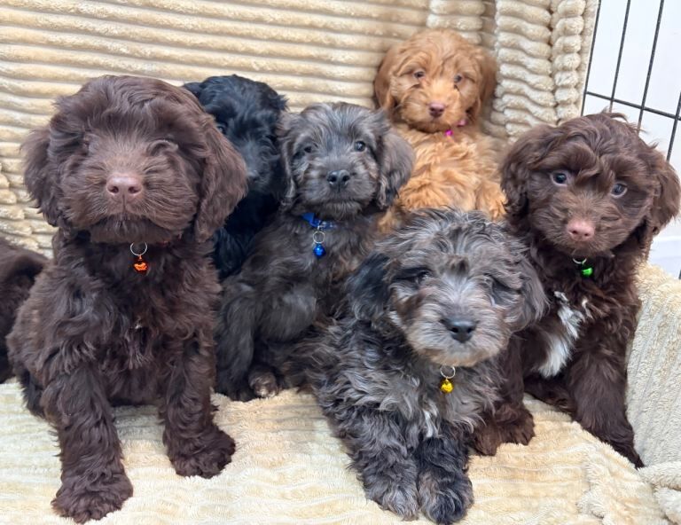 Beautiful cockapoo puppies