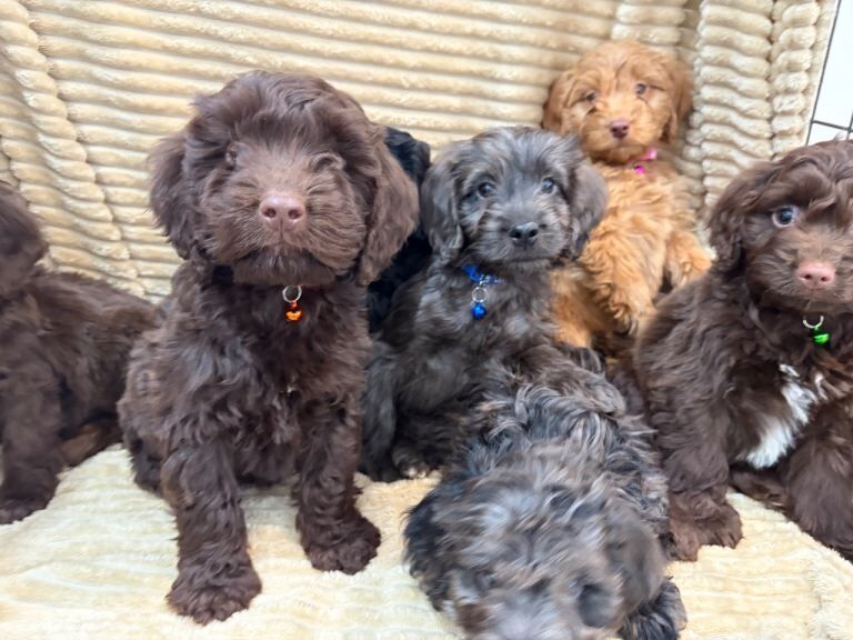 Beautiful cockapoo puppies - Image 2 of 6