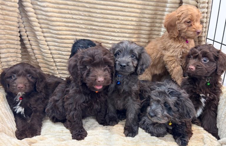 Beautiful cockapoo puppies - Image 3 of 6