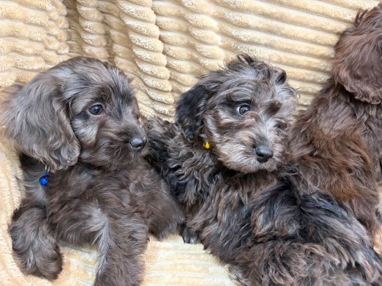 Beautiful cockapoo puppies - Image 4 of 6