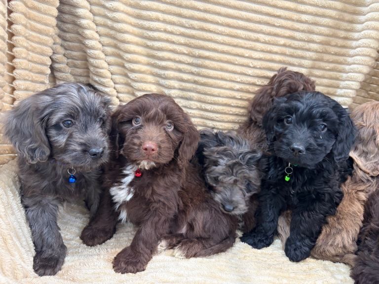 Beautiful cockapoo puppies - Image 5 of 6