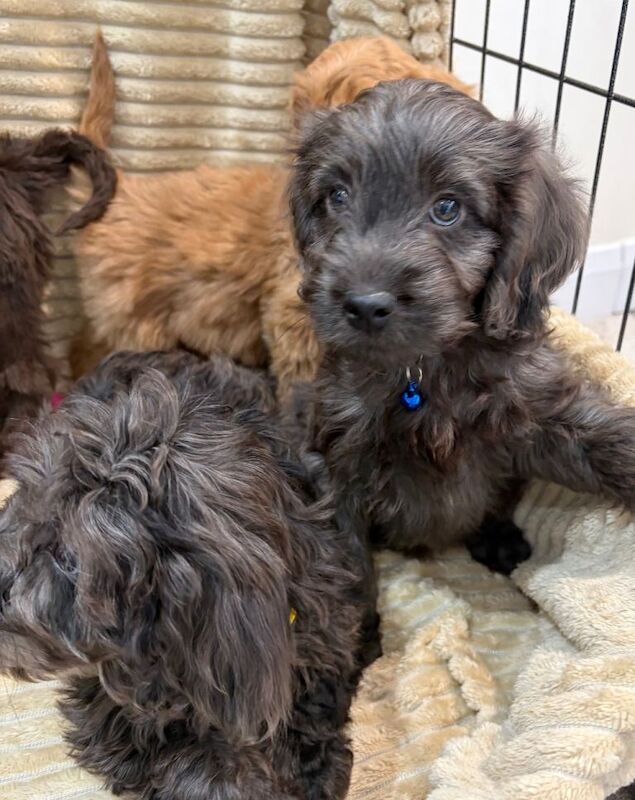 Beautiful cockapoo puppies - Image 6 of 6