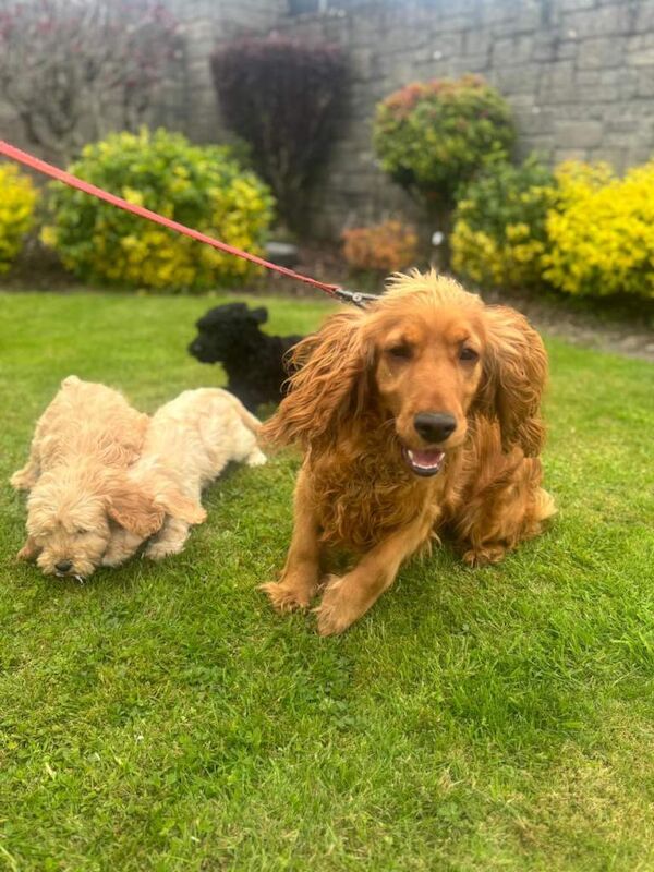 Beautiful cockapoo puppies - Image 2 of 6