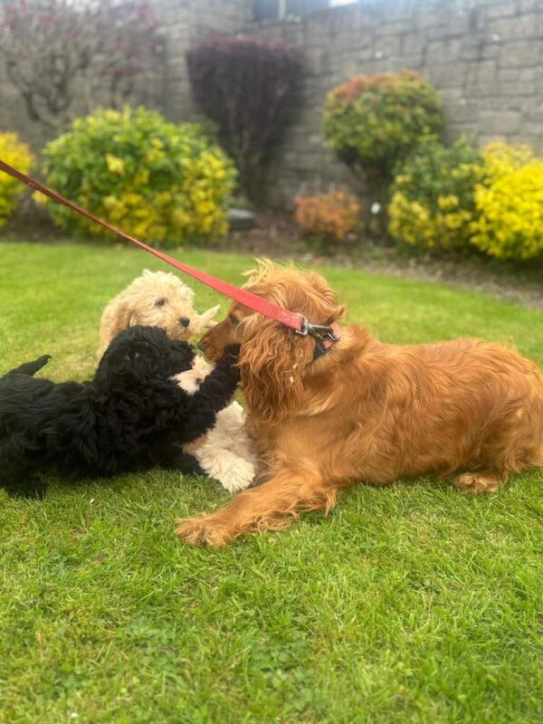 Beautiful cockapoo puppies - Image 3 of 6