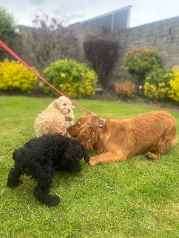 Beautiful cockapoo puppies - Image 4 of 6