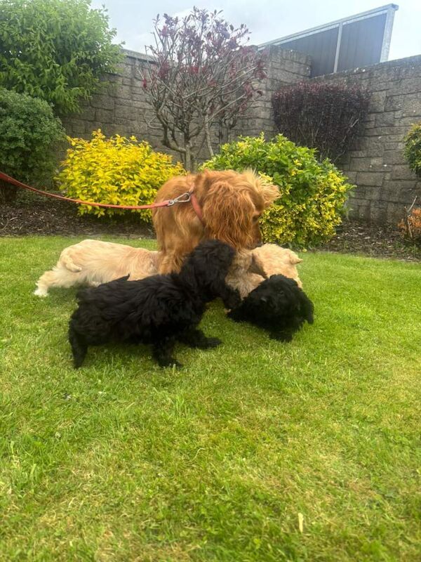Beautiful cockapoo puppies - Image 5 of 6