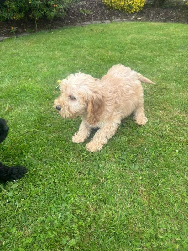Beautiful cockapoo puppies - Image 6 of 6