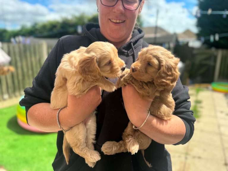 Beautiful cockapoo puppies - Image 2 of 6