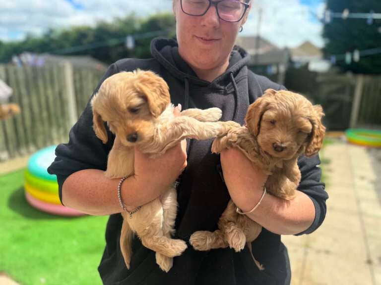 Beautiful cockapoo puppies - Image 3 of 6